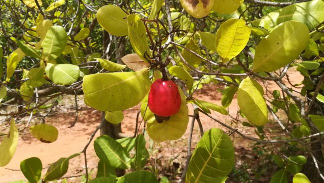 Cashew production, Cacheu Province, Guinea-Bissau