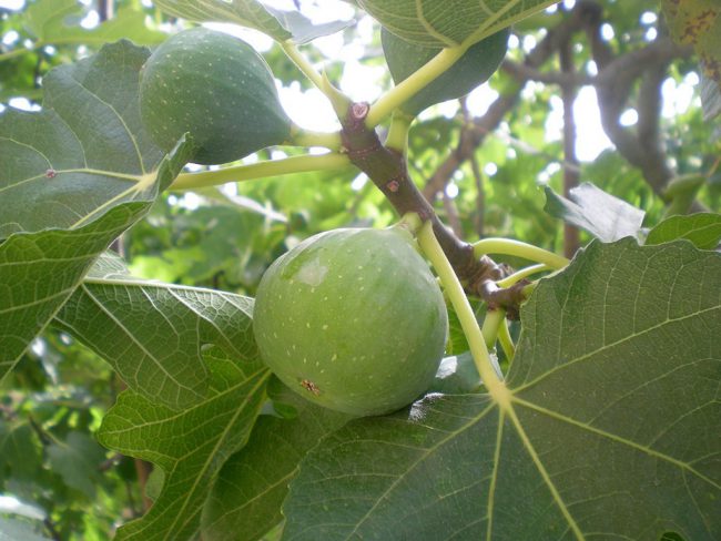 Fig production in Kesra, Siliana, Tunisia
