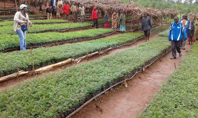 Nursery, Ngozi Province, Burundi