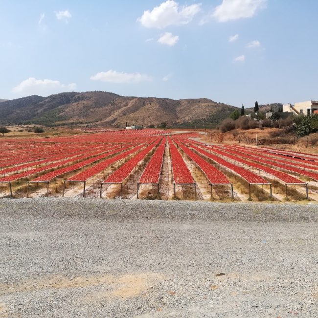 Tomato sun drying for export, Tebourba, Tunisia